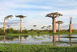 socotra